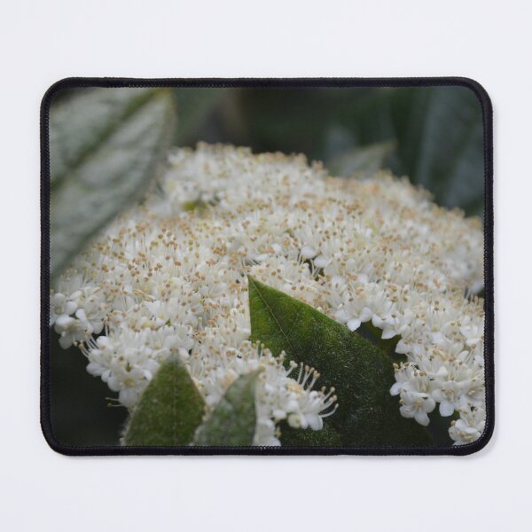Item preview, White Viburnum Flowers with Textured Leaves designed and sold by MiraNadaPrints.