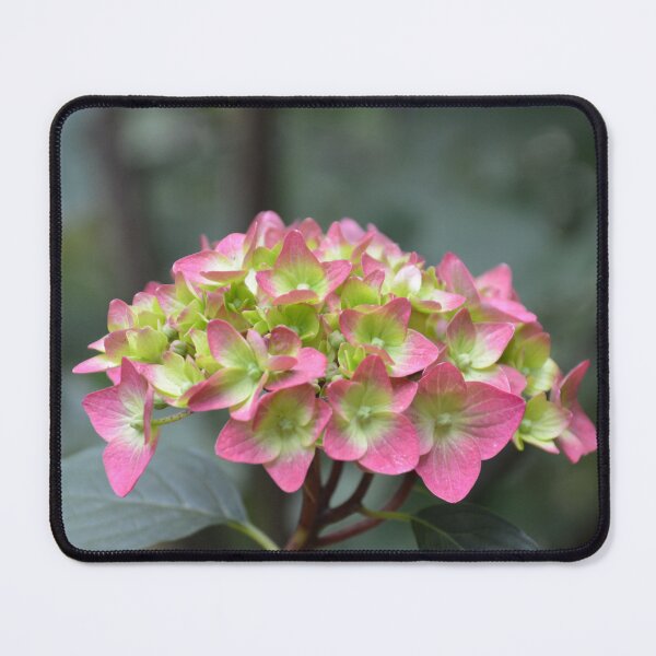 Item preview, Pink and Green Hydrangea Flower Cluster designed and sold by MiraNadaPrints.