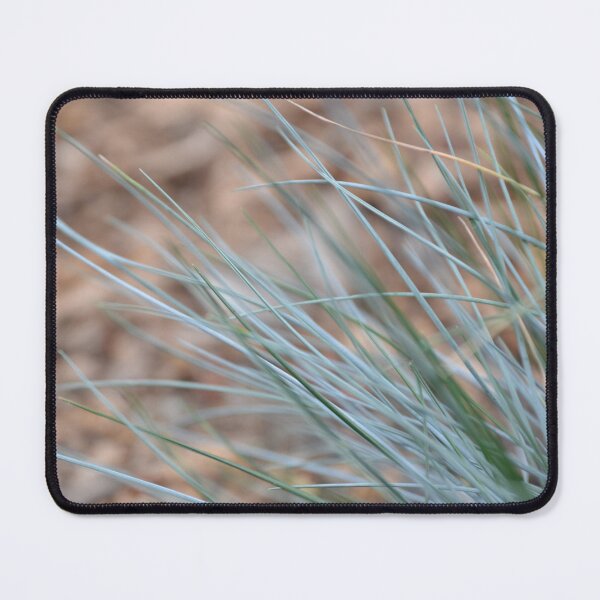 Item preview, Blue Fescue Ornamental Grass Close Up designed and sold by MiraNadaPrints.