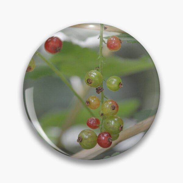 Item preview, Ripening Red Currants Hanging on Vine designed and sold by MiraNadaPrints.