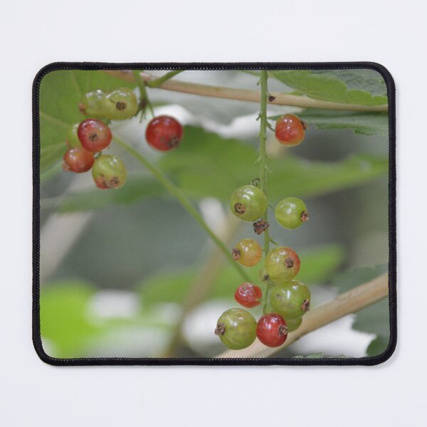 Item preview, Ripening Red Currants Hanging on Vine designed and sold by MiraNadaPrints.