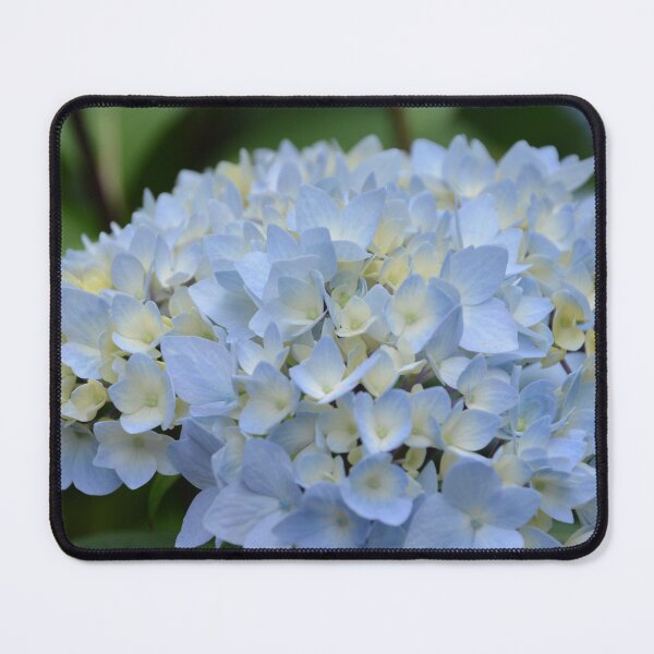 Item preview, Blue and Yellow Hydrangea Flower Head designed and sold by MiraNadaPrints.