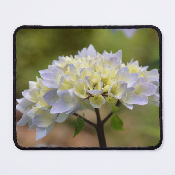 Item preview, Pale Lavender Hydrangea Bloom Side View designed and sold by MiraNadaPrints.