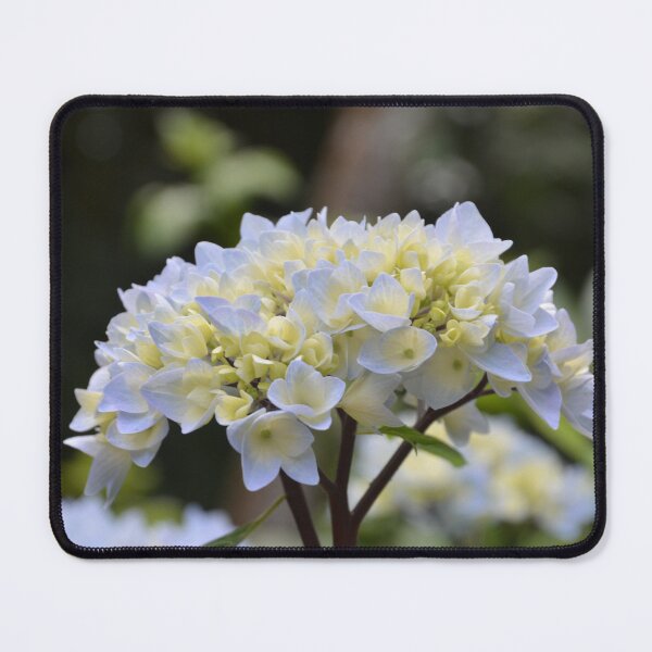 Item preview, Creamy Yellow and Blue Hydrangea Cluster designed and sold by MiraNadaPrints.