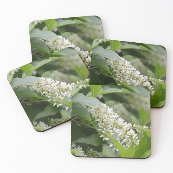 Item preview, White Clethra Blossoms on Summer Shrub designed and sold by MiraNadaPrints.