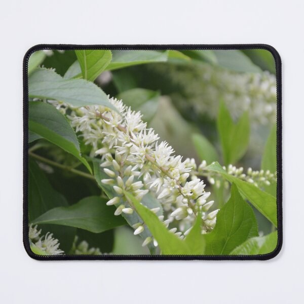 Item preview, White Clethra Blossoms on Summer Shrub designed and sold by MiraNadaPrints.