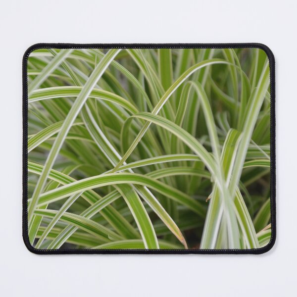 Item preview, Variegated Sedge Grass Full Frame Textures designed and sold by MiraNadaPrints.