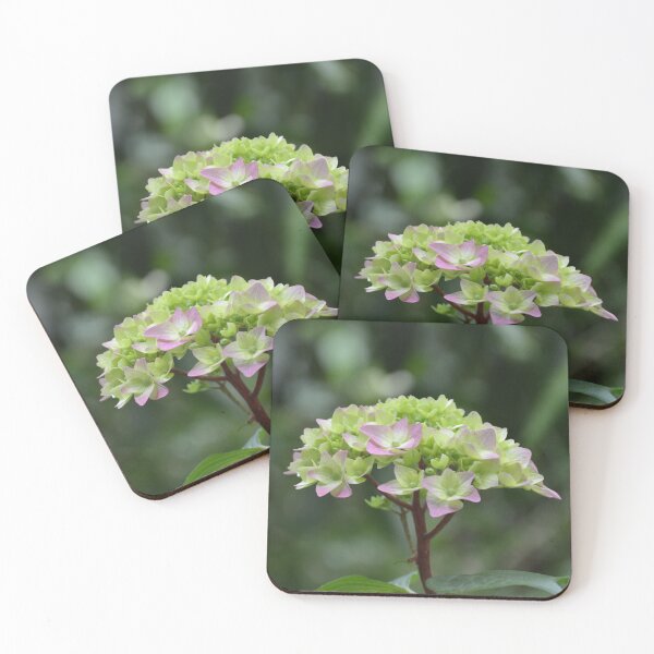 Item preview, Developing Pink and Green Hydrangea Bloom designed and sold by MiraNadaPrints.
