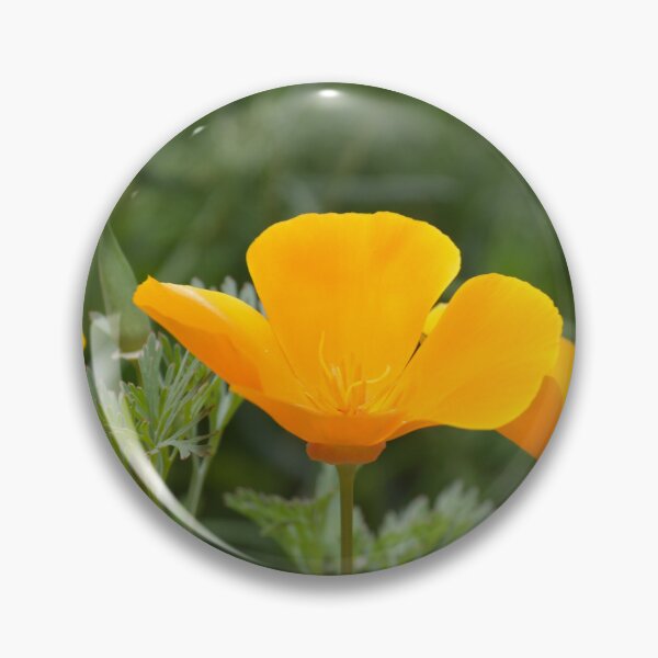 Artikelvorschau, Leuchtende kalifornische Mohnblumen auf grünem Feld entworfen und verkauft von MiraNadaPrints.