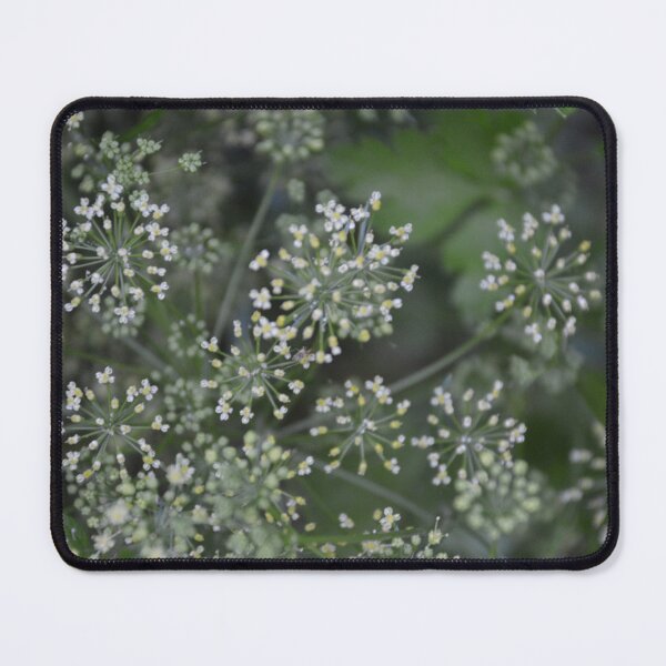 Item preview, Dainty White Parsley Flowers in Bloom designed and sold by MiraNadaPrints.