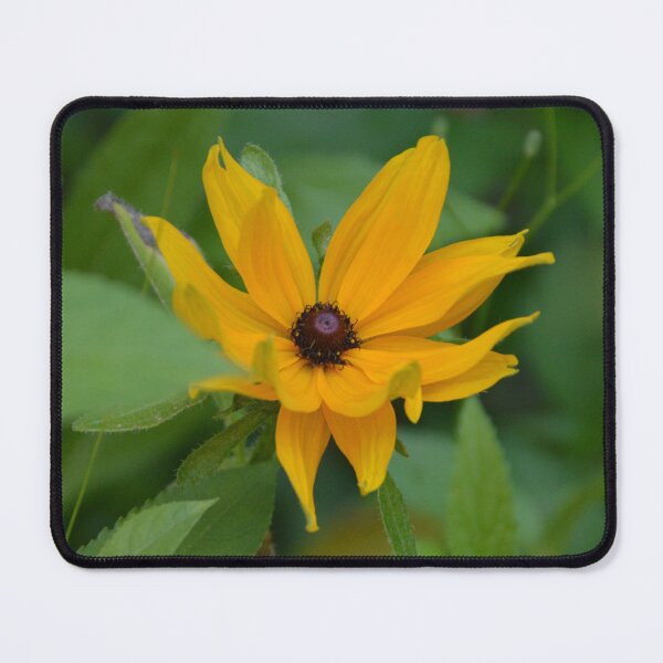 Item preview, Bright Yellow Black Eyed Susan Wildflower designed and sold by MiraNadaPrints.