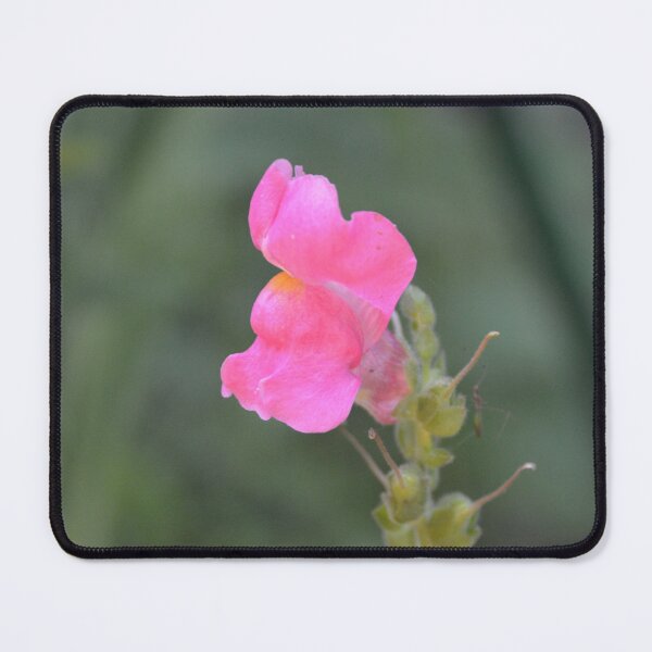 Item preview, Delicate Pink Snapdragon Flower Close Up designed and sold by MiraNadaPrints.