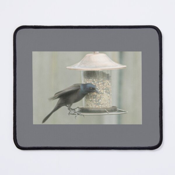 Item preview, Grackle on feeder designed and sold by HulaMoo.