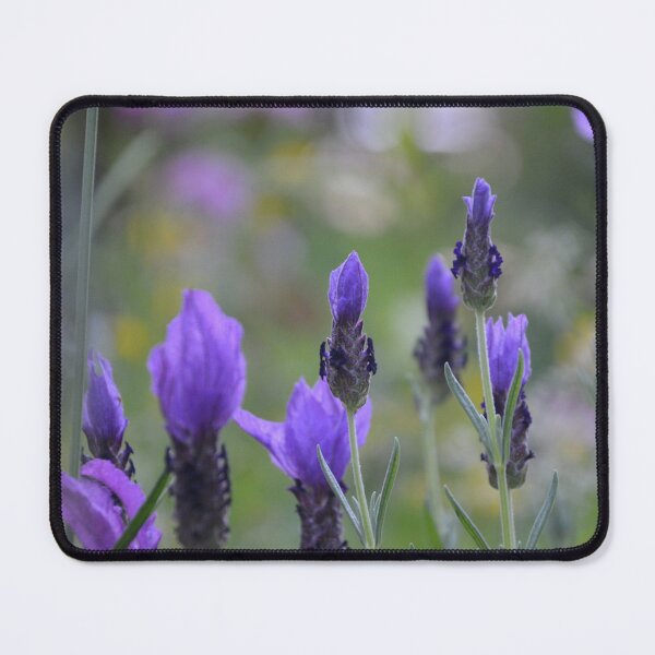 Item preview, Purple Spanish Lavender Blooms in Garden designed and sold by MiraNadaPrints.