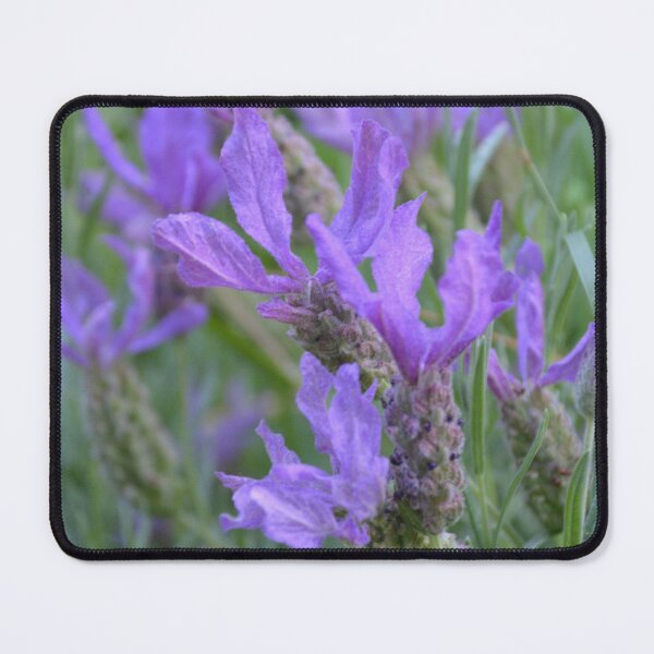 Item preview, Close Up of Vivid Purple Lavender designed and sold by MiraNadaPrints.