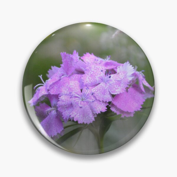 Item preview, Purple Sweet William Flower Cluster Macro designed and sold by MiraNadaPrints.