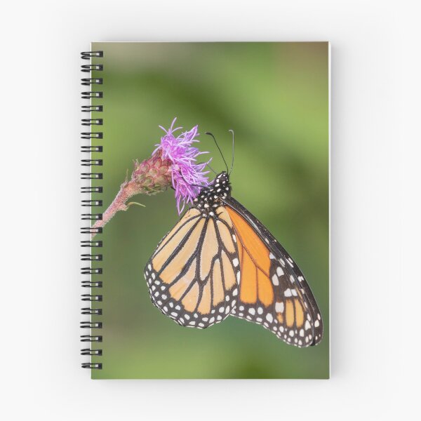 Item preview, Monarch 2018-12 designed and sold by Thomasyoung.