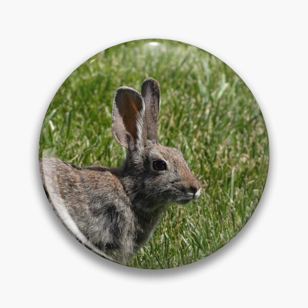 Item preview, Close-up of sunlit bunny in grass designed and sold by lisavonbiela.