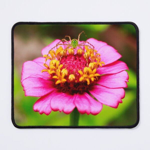 Item preview, Green Lynx Spider on Pink Zinnia Flower 1x1 designed and sold by PhotoArtbyGrace.