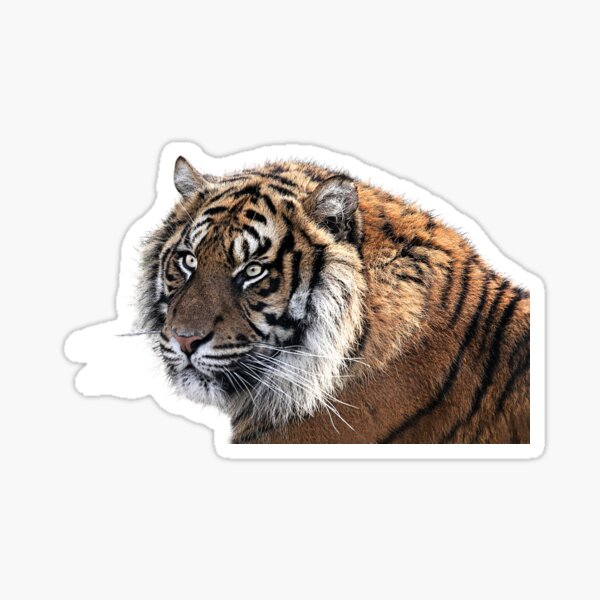 Vista previa del artículo con la obra «Animal tigre», diseñado y vendido por bestoffers.