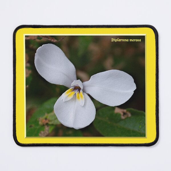 Item preview, Mini Iris i mim Garte designed and sold by tasmanianartist.