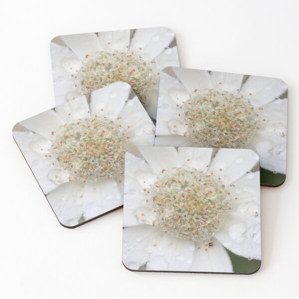 Item preview, Close-up of Flannel Flower designed and sold by Rachel Elizabeth Photography.
