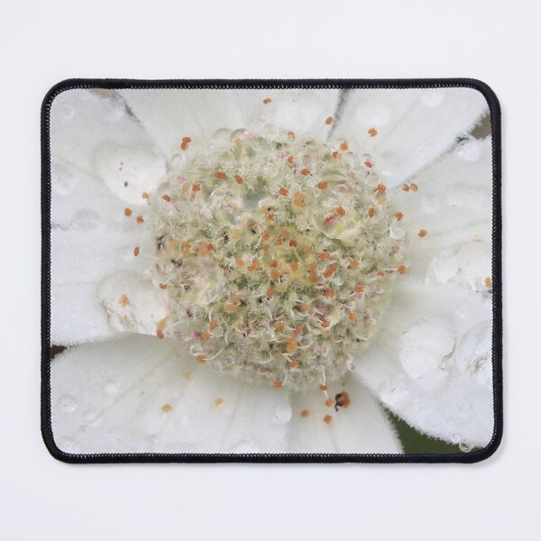 Item preview, Close-up of Flannel Flower designed and sold by Rachel Elizabeth Photography.