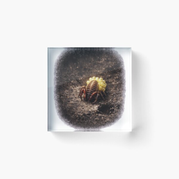 Item preview, Pseudoscorpion Carrying Eggs | Rare Macro Wildlife Art | Tiny Arachnid Mother designed and sold by NocturnalNook.