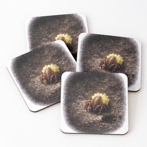 Item preview, Pseudoscorpion Carrying Eggs | Rare Macro Wildlife Art | Tiny Arachnid Mother designed and sold by NocturnalNook.