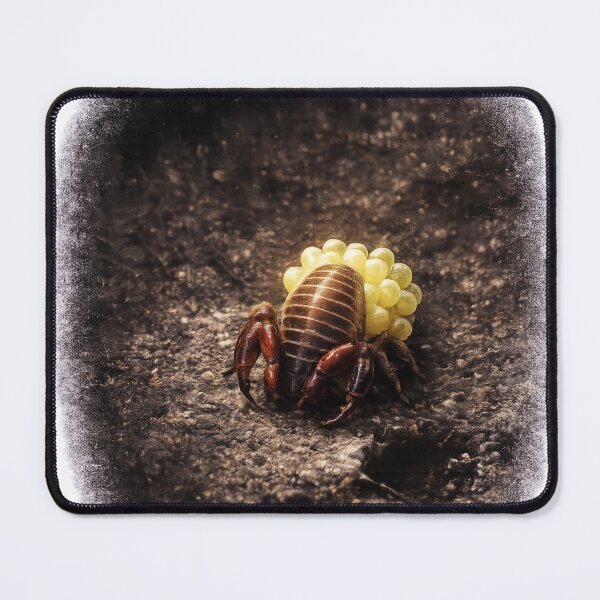 Item preview, Pseudoscorpion Carrying Eggs | Rare Macro Wildlife Art | Tiny Arachnid Mother designed and sold by NocturnalNook.