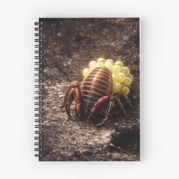 Item preview, Pseudoscorpion Carrying Eggs | Rare Macro Wildlife Art | Tiny Arachnid Mother designed and sold by NocturnalNook.