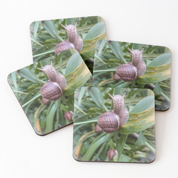 Item preview, Roman snail sitting on a wet stem after rain designed and sold by Enerjetal.