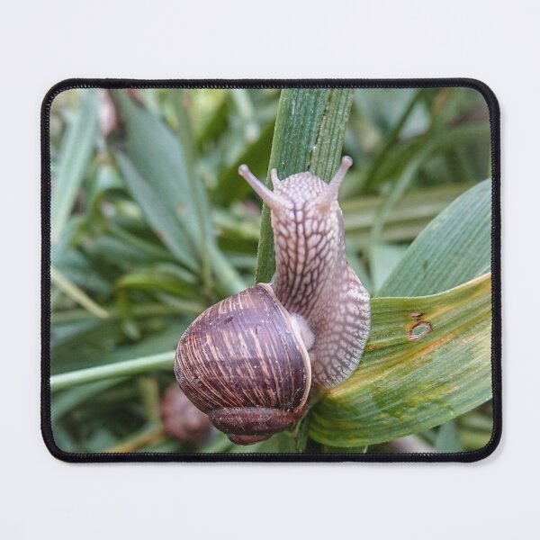 Item preview, Roman snail sitting on a wet stem after rain designed and sold by Enerjetal.