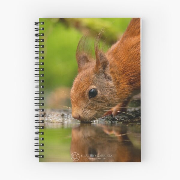 Item preview, Red Squirrel Drinking Water Reflection designed and sold by cgnature1983.