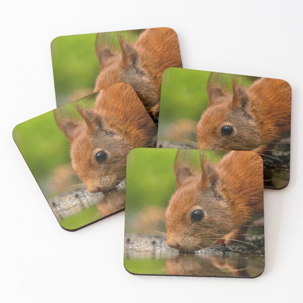 Item preview, Red Squirrel Drinking Water Reflection designed and sold by cgnature1983.