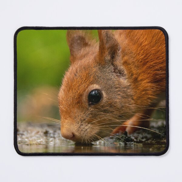 Item preview, Red Squirrel Drinking Water Reflection designed and sold by cgnature1983.