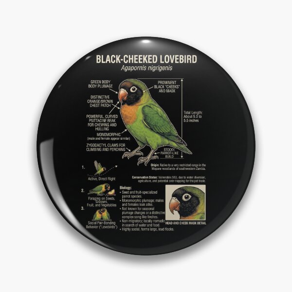 Item preview, Black cheeked Lovebird Scientific Anatomy Ornithology Parrot Lover designed and sold by dian-rody-crest.