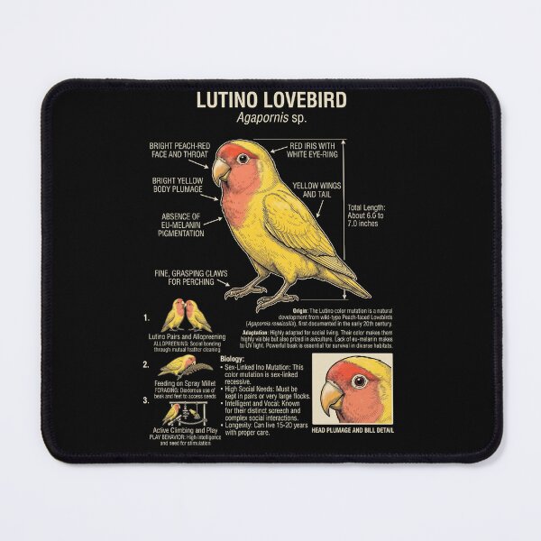 Item preview, Lutino Lovebird Scientific Anatomy Ornithology Parrot Lover designed and sold by dian-rody-crest.