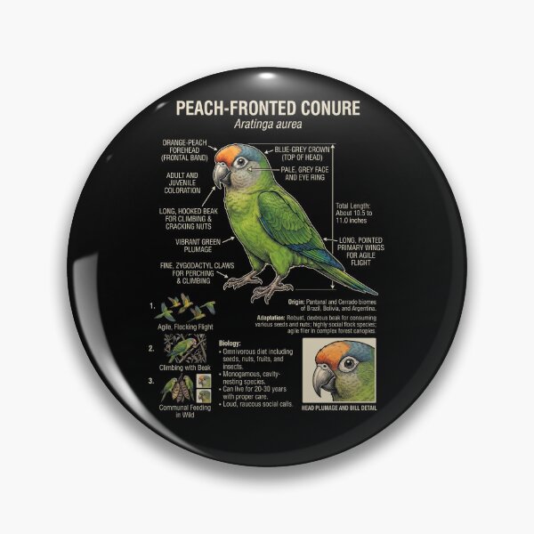 Item preview, Peach Fronted Conure Scientific Anatomy Ornithology Parrot Lover designed and sold by dian-rody-crest.