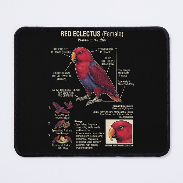 Item preview, Red Eclectus Scientific Anatomy Ornithology Parrot Lover designed and sold by dian-rody-crest.