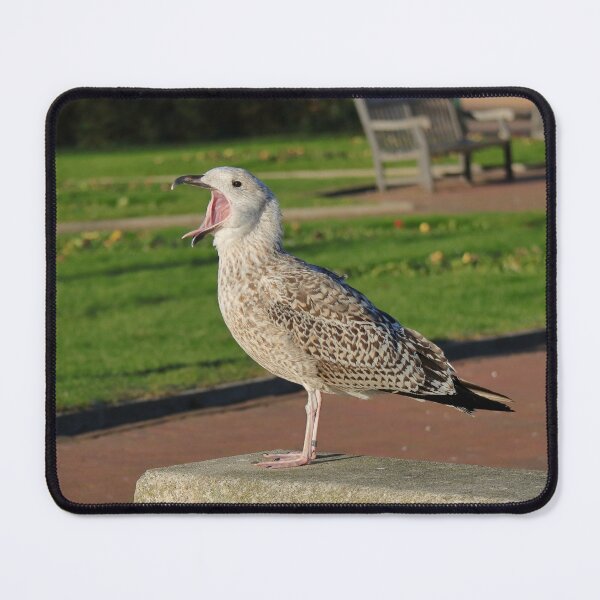 Item preview, Juvenile gull calling loudly on bright concrete surface designed and sold by Pierre de la Mare.