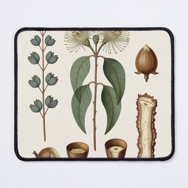 Item preview, Antique Eucalyptus Botanical Plate | Vintage Scientific Plant Illustration designed and sold by Origamoart.