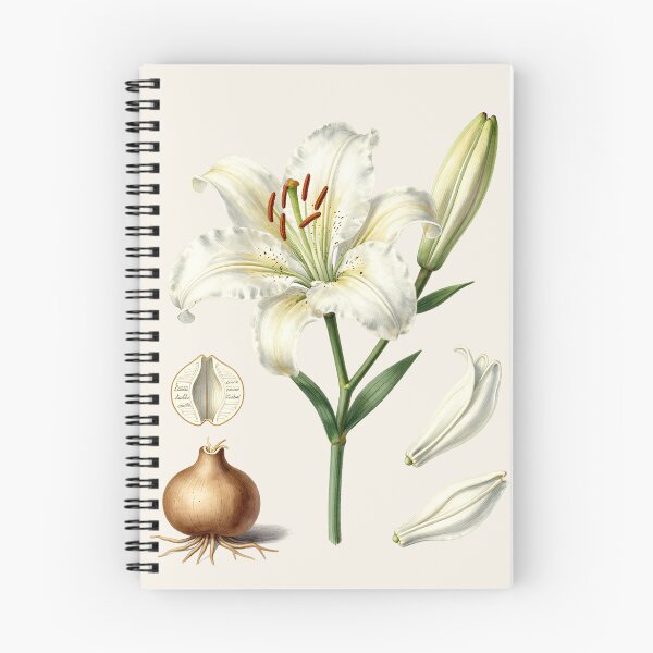 Artikelvorschau, Antike botanische Illustration einer weißen Lilie | Vintage-Illustration einer wissenschaftlichen Blume entworfen und verkauft von Origamoart.