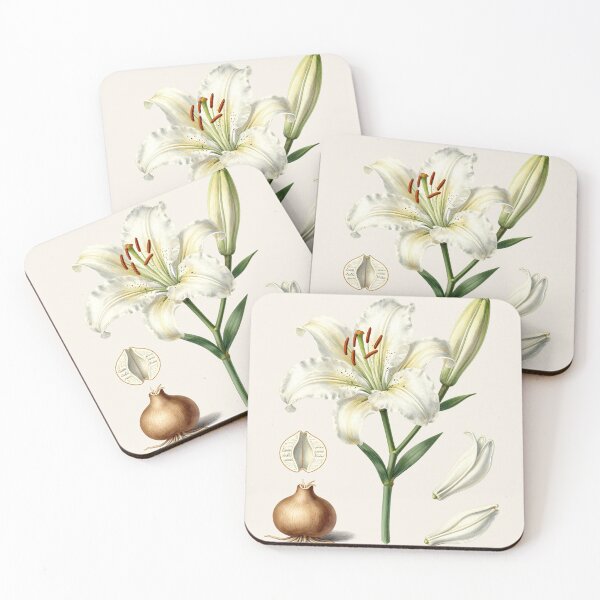 Item preview, Antique White Lily Botanical Plate | Vintage Scientific Flower Illustration designed and sold by Origamoart.