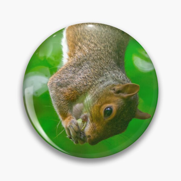 Item preview, Upside Down Grey Squirrel Eating Snack designed and sold by Shanguai.