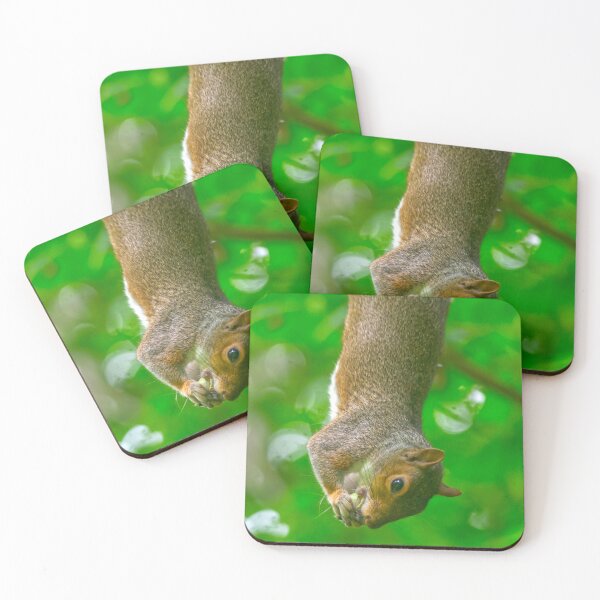 Item preview, Upside Down Grey Squirrel Eating Snack designed and sold by Shanguai.
