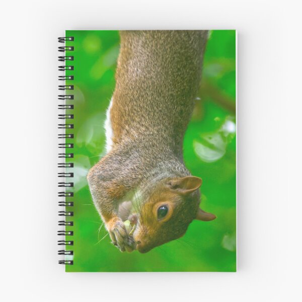 Item preview, Upside Down Grey Squirrel Eating Snack designed and sold by Shanguai.