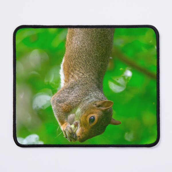 Item preview, Upside Down Grey Squirrel Eating Snack designed and sold by Shanguai.