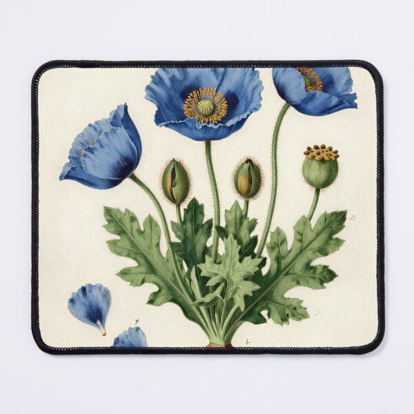Item preview, Lámina botánica de amapola azul del Himalaya | Ilustración científica vintage de Meconopsis designed and sold by Origamoart.