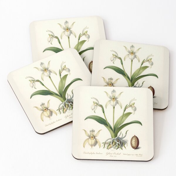 Item preview, Ghost Orchid Botanical Plate | Vintage Dendrophylax Lindenii Scientific Illustration designed and sold by Origamoart.